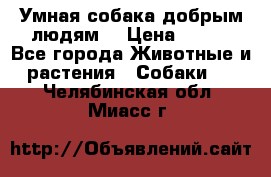 Умная собака добрым людям. › Цена ­ 100 - Все города Животные и растения » Собаки   . Челябинская обл.,Миасс г.